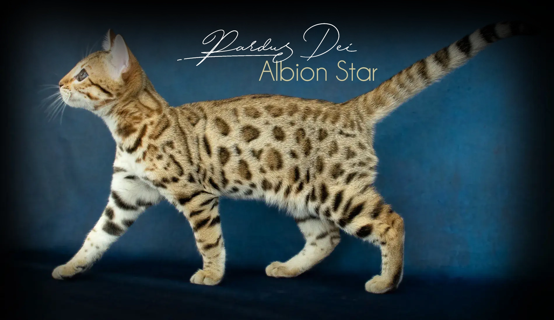 Chat Bengal